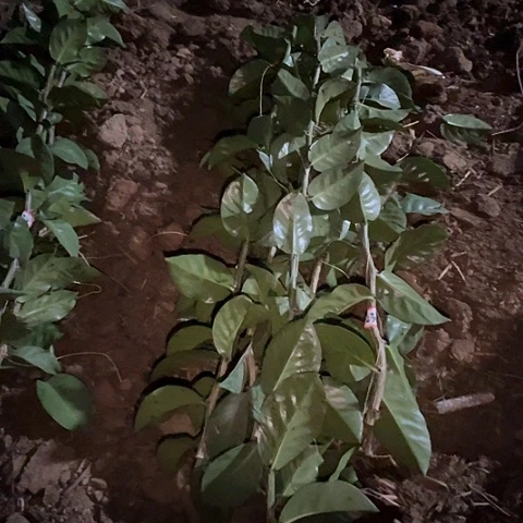 实*人033号八根六十高枝条