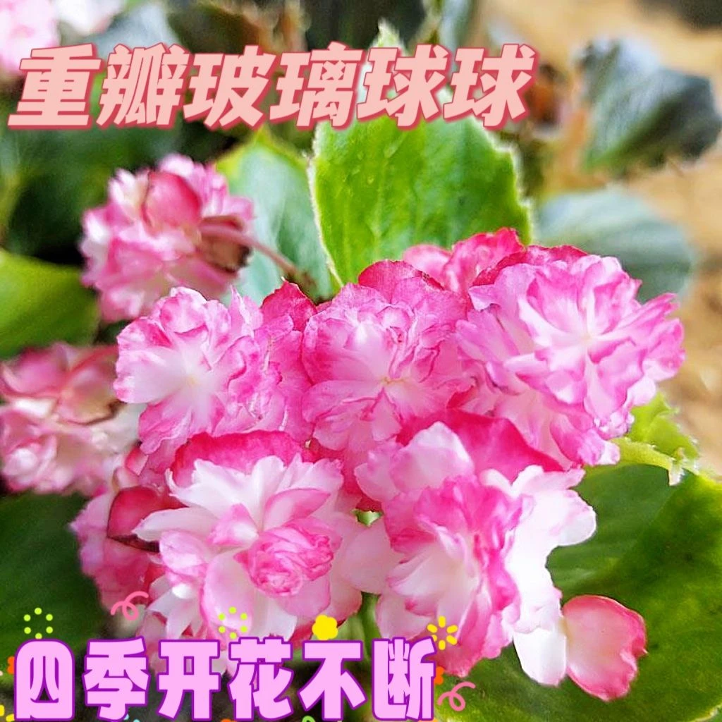 玻璃球球重瓣四季海棠花苗盆栽多年生带花苞适合阳台庭院