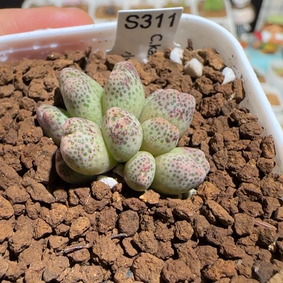 肉锥多肉植物百科-草莓斑马101