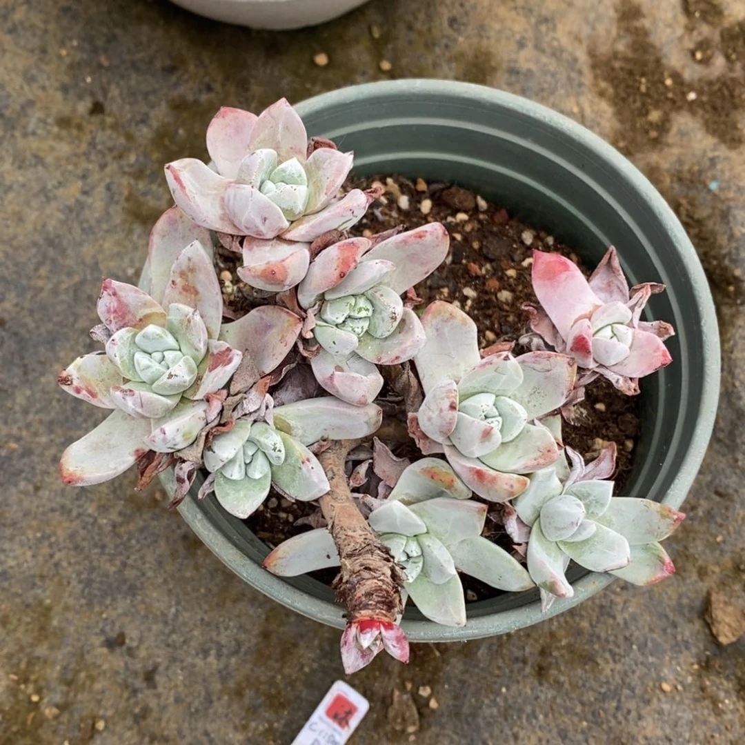 健健康康快快乐乐多肉满38包邮-