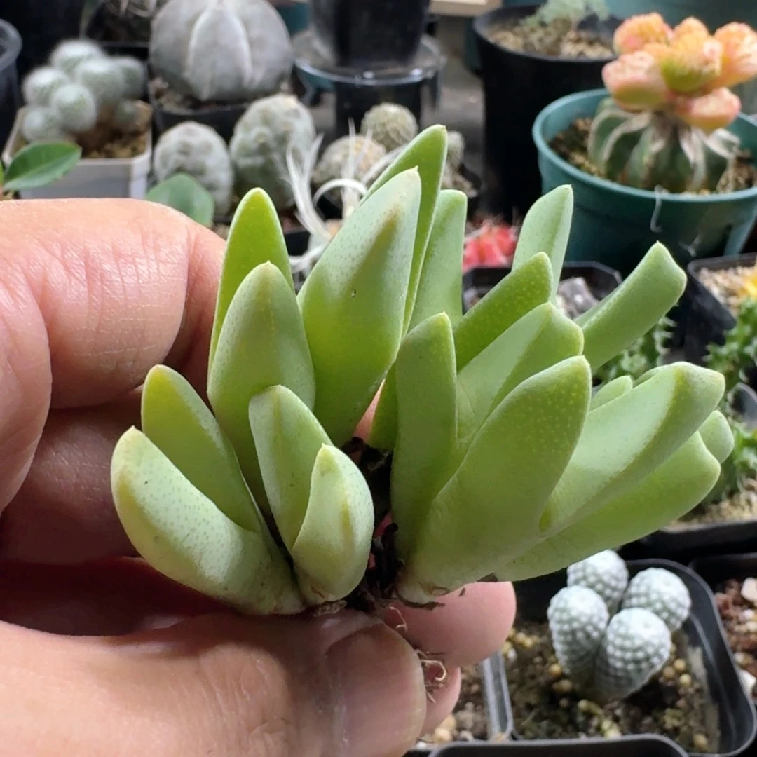 829斑马虾钳脱土发货