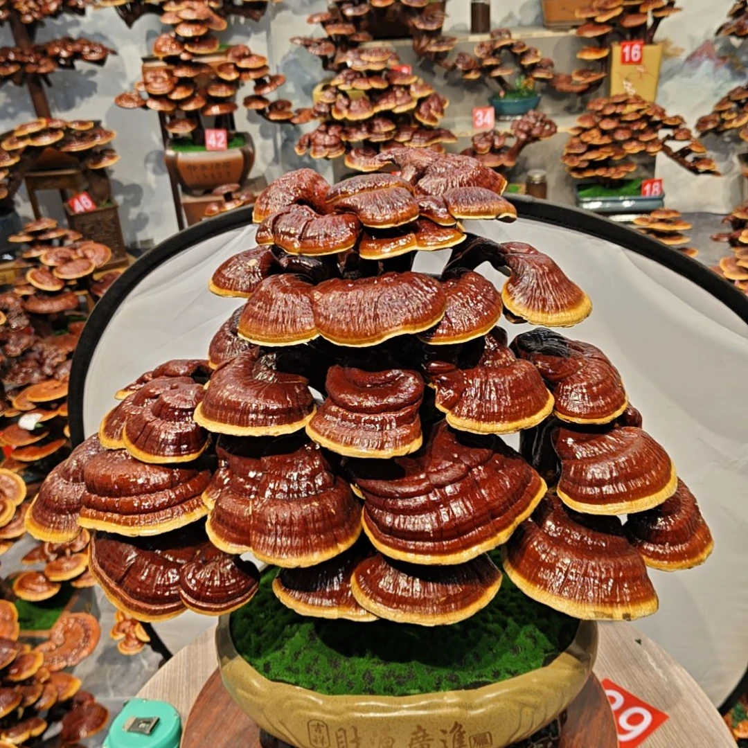 赤灵芝灵芝盆景灵芝花