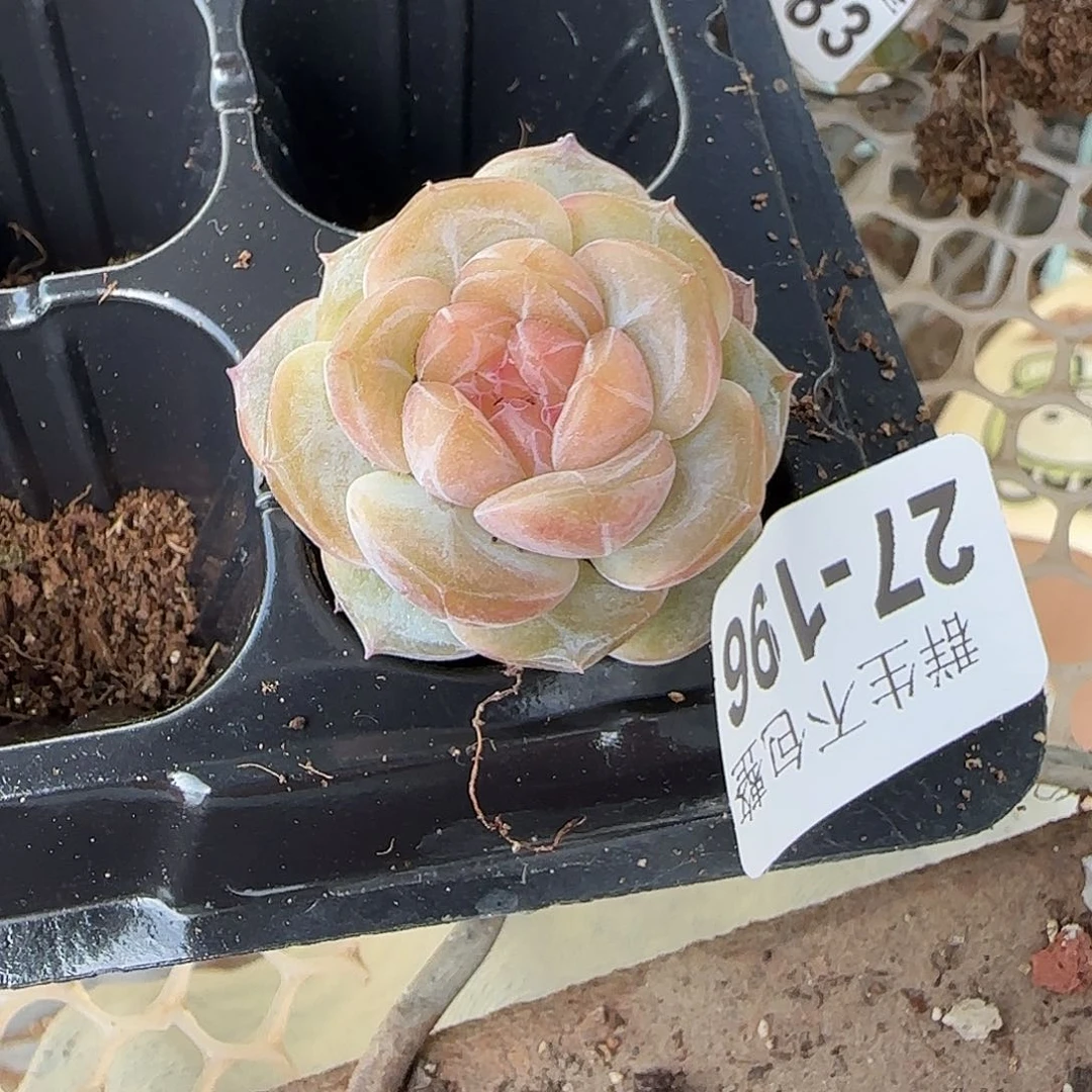 小卡拉米糖心一物一拍27-196
