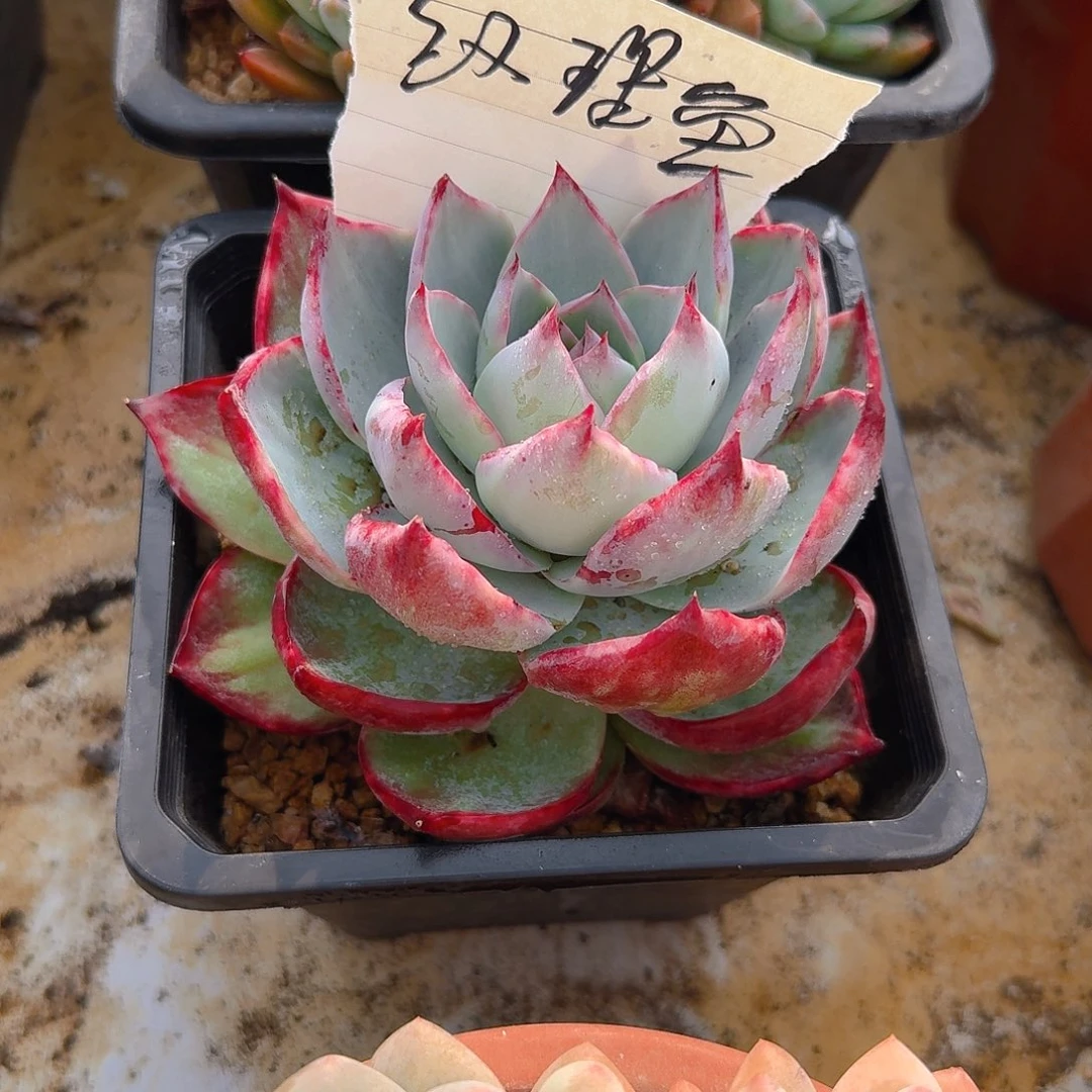 红****鱼多肉植物不带盆发货