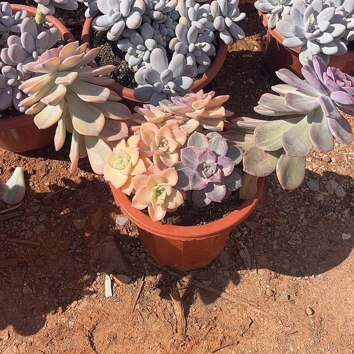 天***梦紫乐锦，一物一拍。