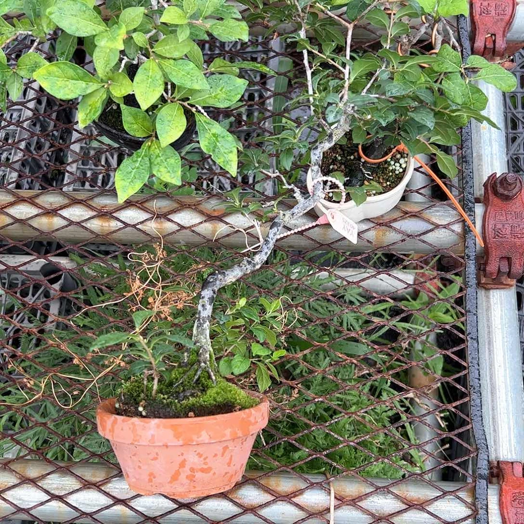 无花朵呼*噜盆景不包邮