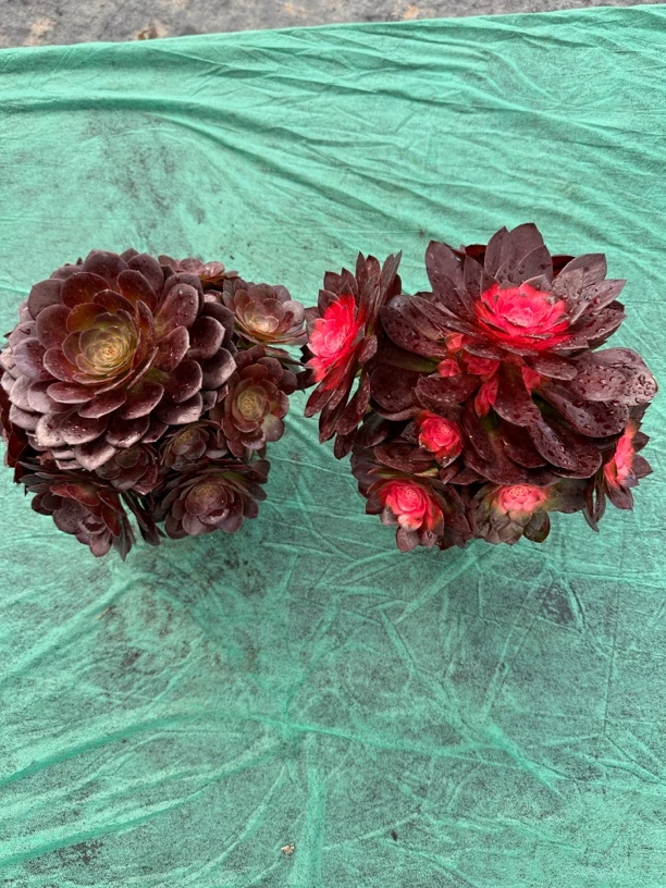 精品多肉 法师变色龙+倾城孔雀锦共2棵（满15元包邮）好养活