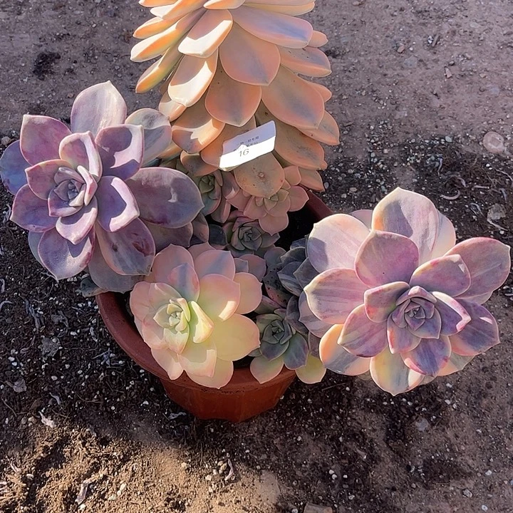 宫****紫乐锦大群，一物一拍