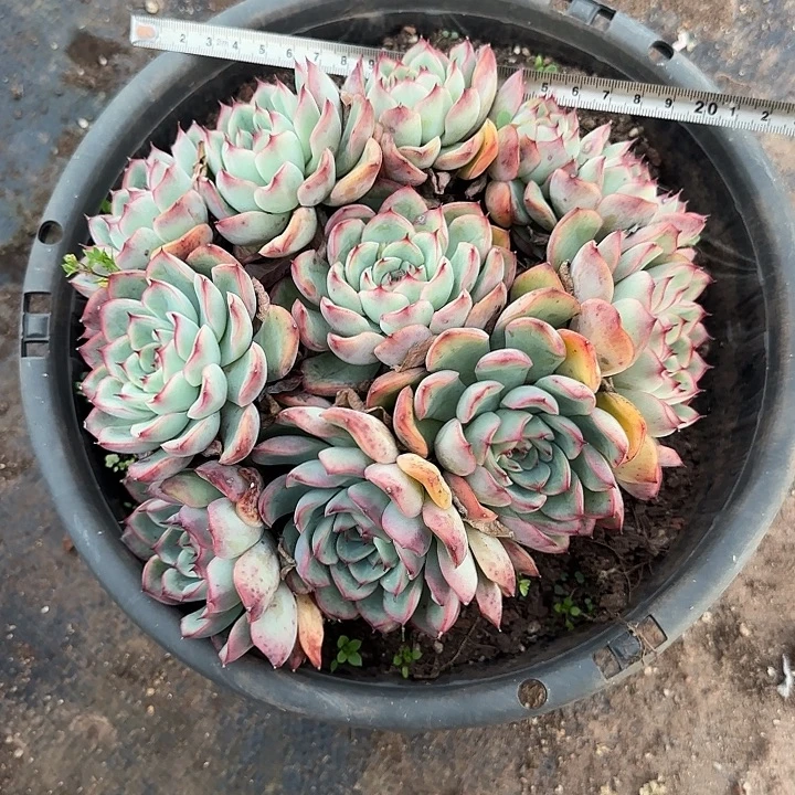 荷花321 多肉植物一物一拍