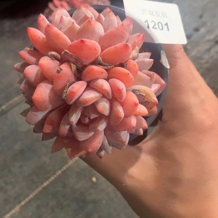 0306下午场，1201一颗