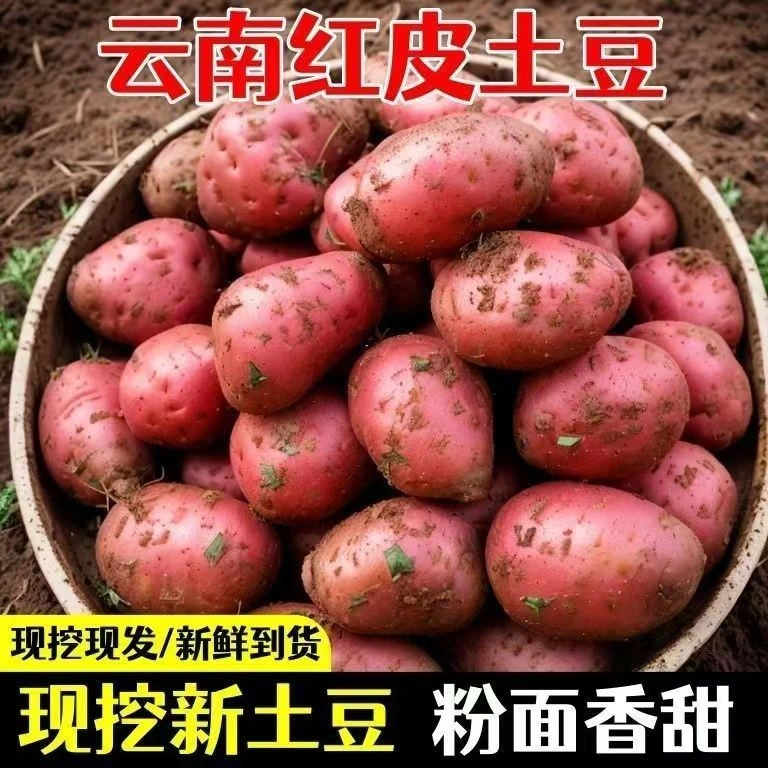 2025云南红皮土豆新鲜蔬菜现挖正宗马铃薯农家黄心土豆批发