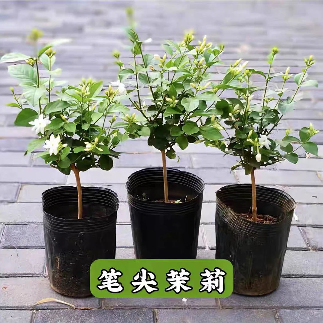 重瓣笔尖茉莉盆栽浓香型好养植物室内外老桩花苗四季净化空气包邮