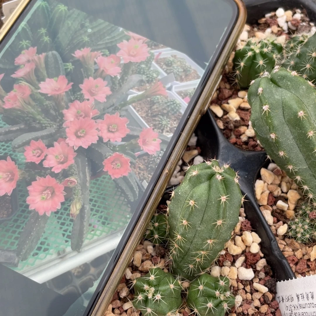 鹿角柱实生仙人球明虾