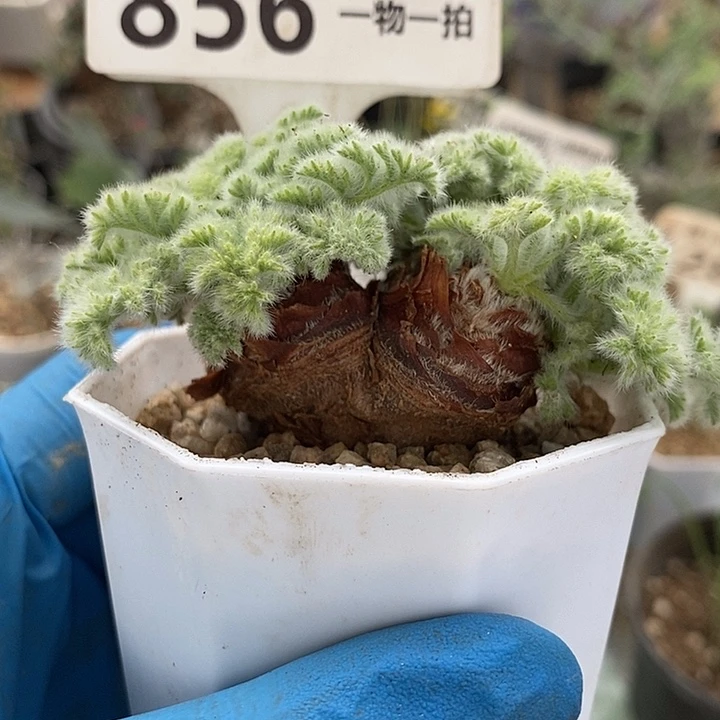 856羽叶双头4.3公分一一