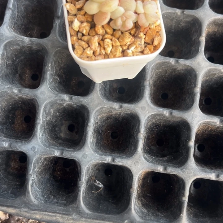 某一物一拍专拍的