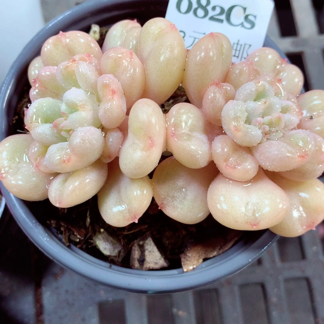 5厘米盆精控多肉082