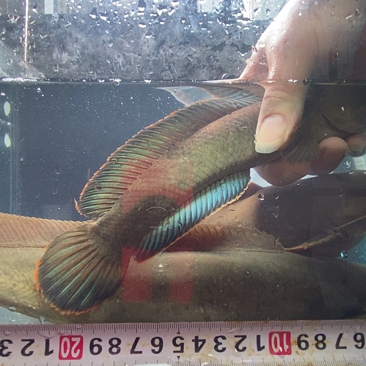 雷龙鱼24公分左右