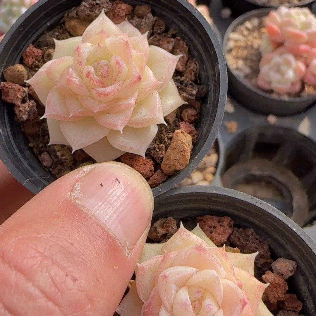 白天鹅麦秆单头七颗一组