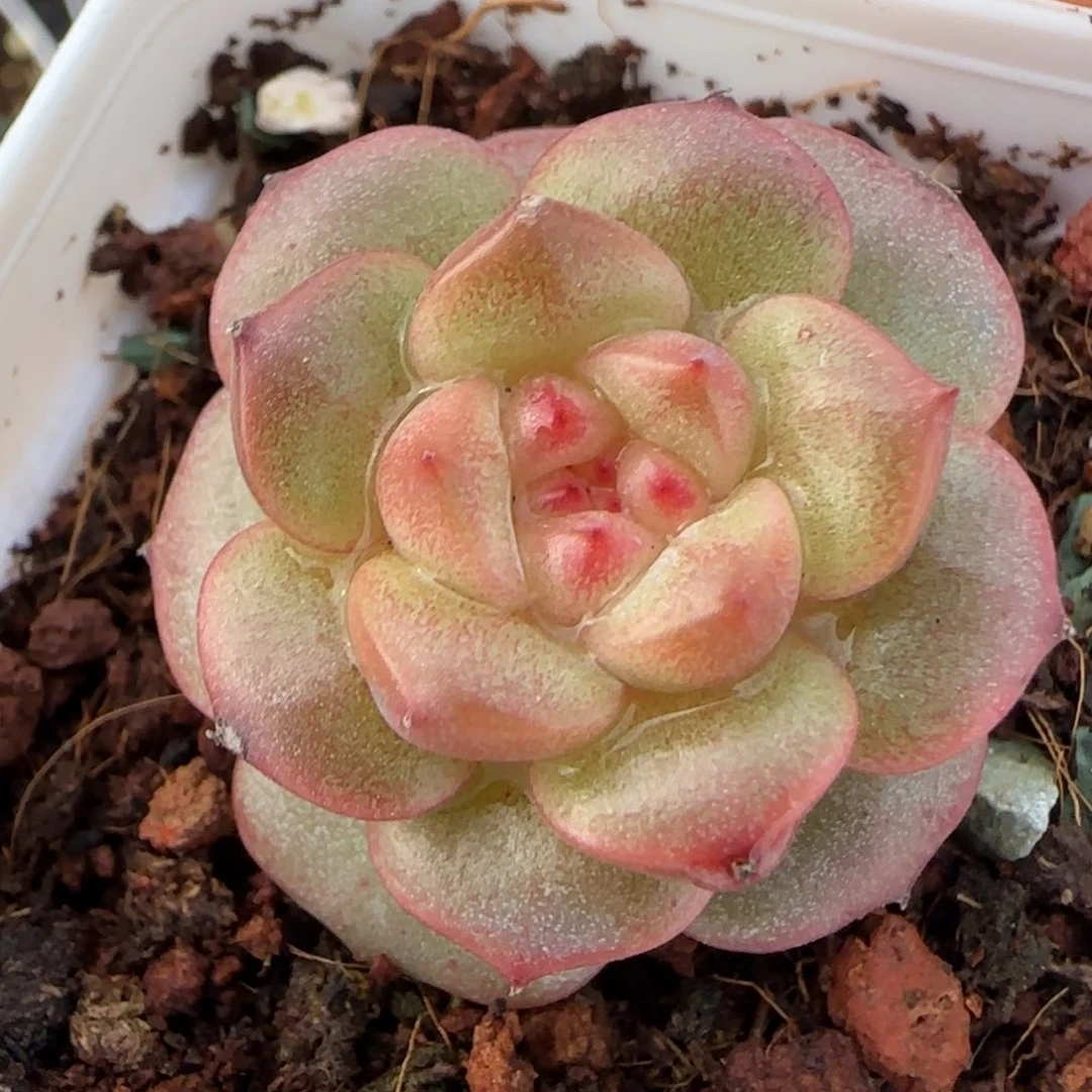 小卡拉米糖心一物一拍