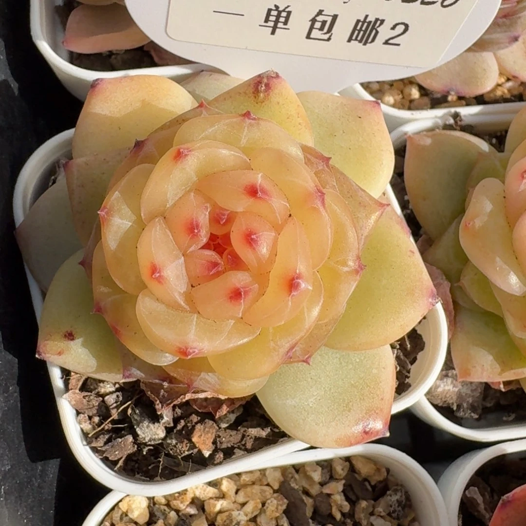 0226-02-编号糖心单头
