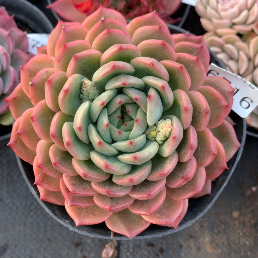 6716新年快乐发发发