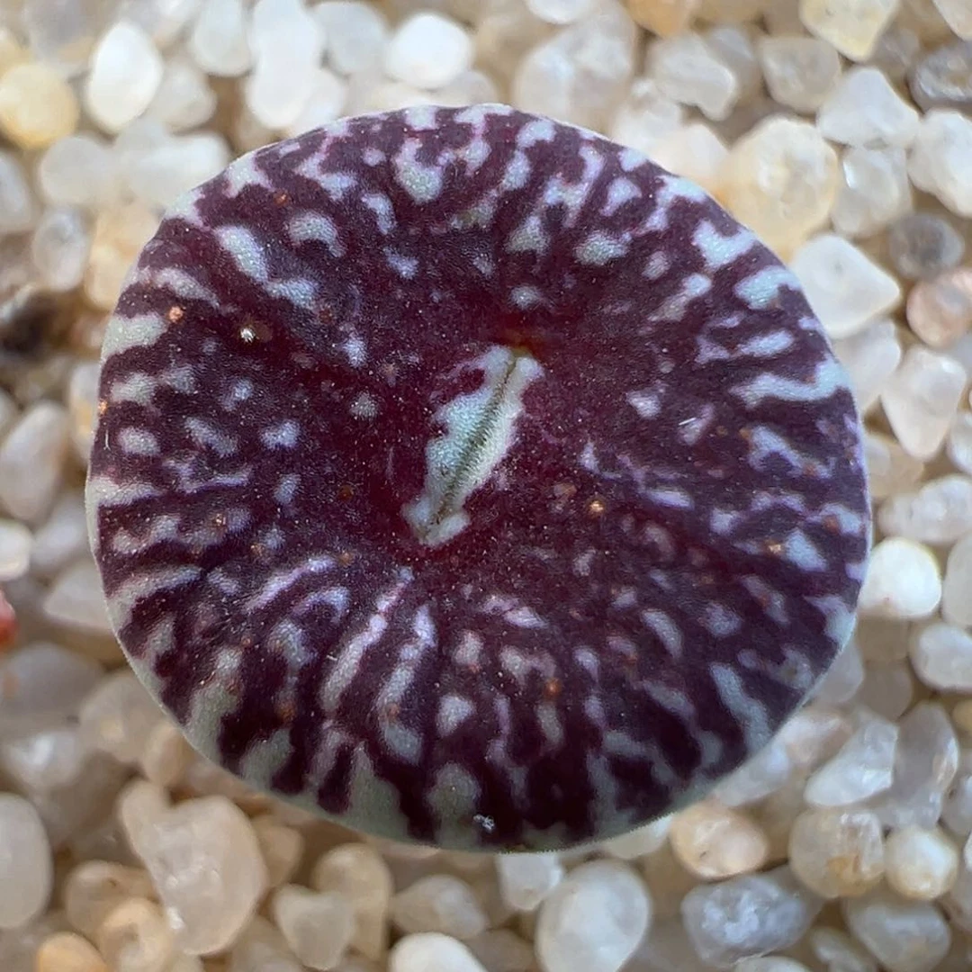 117号青蛙青花瓷墨杂blackout