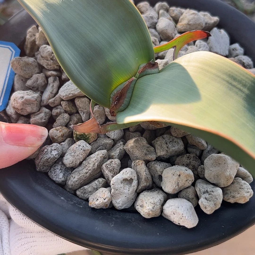 汤圆植物3百岁兰红边