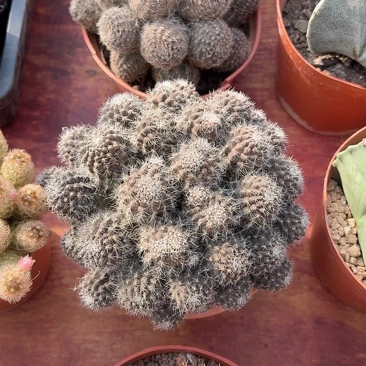 雾*中间丽花仙人球12