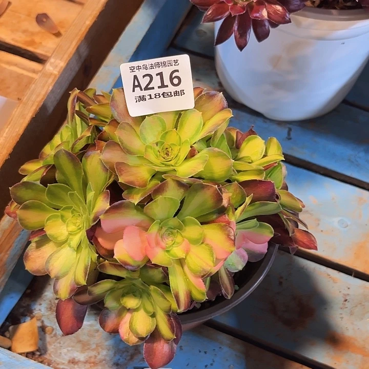 216绍华多肉植物