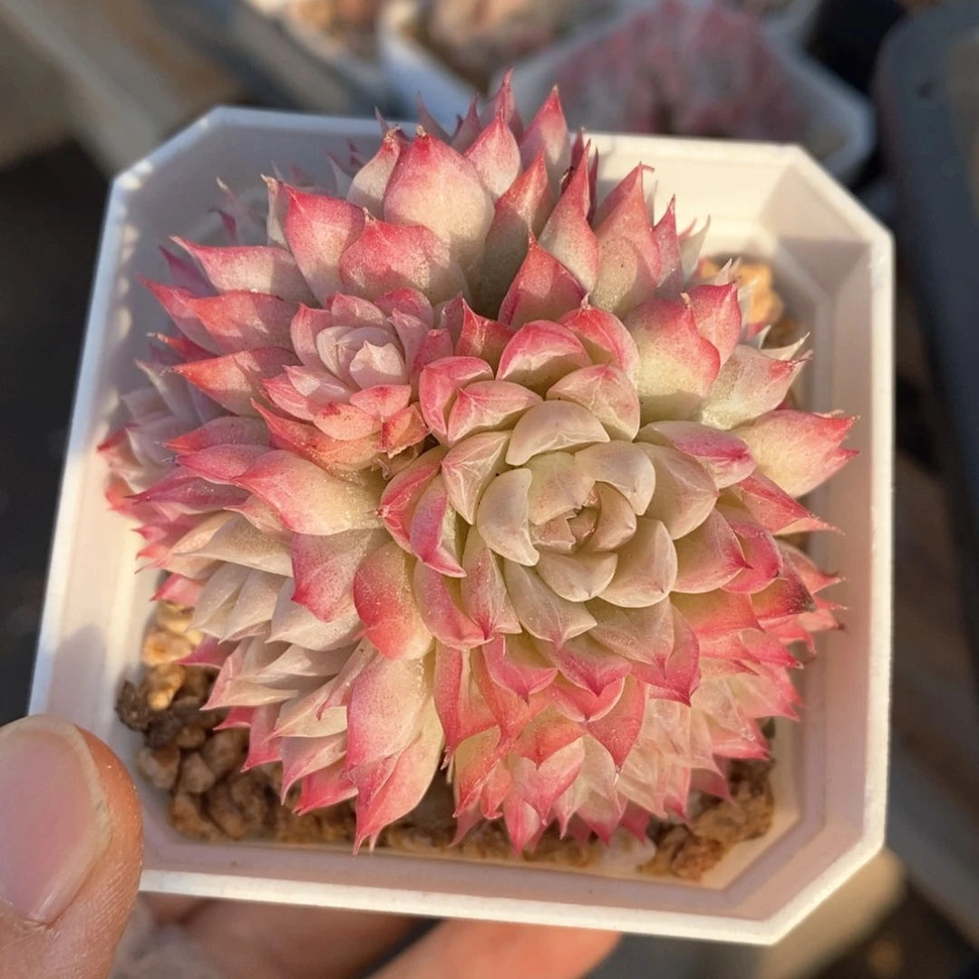 精品多肉一物一拍45