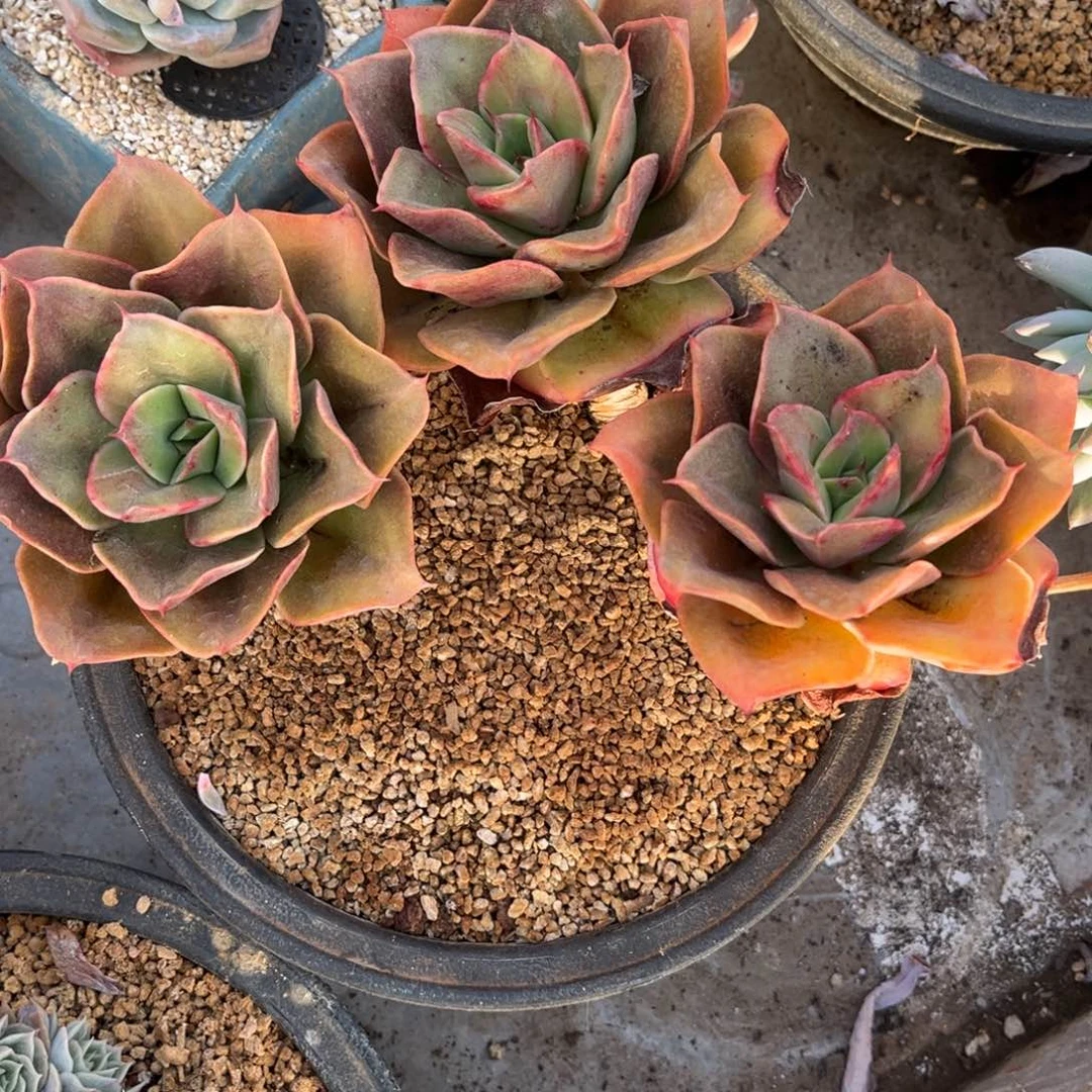 多肉植物多肉植物