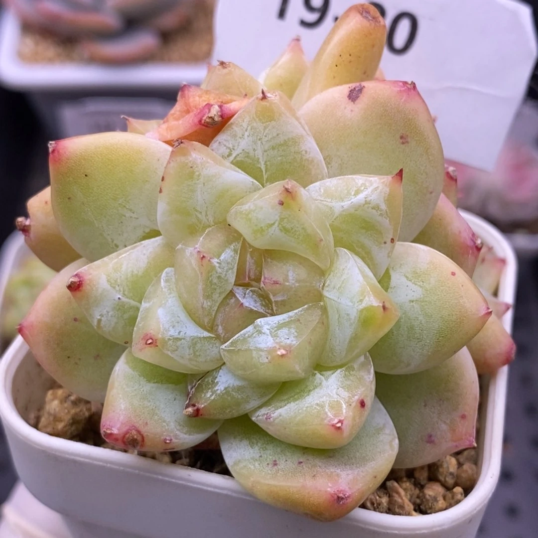 【闪购商品】19-80白泽