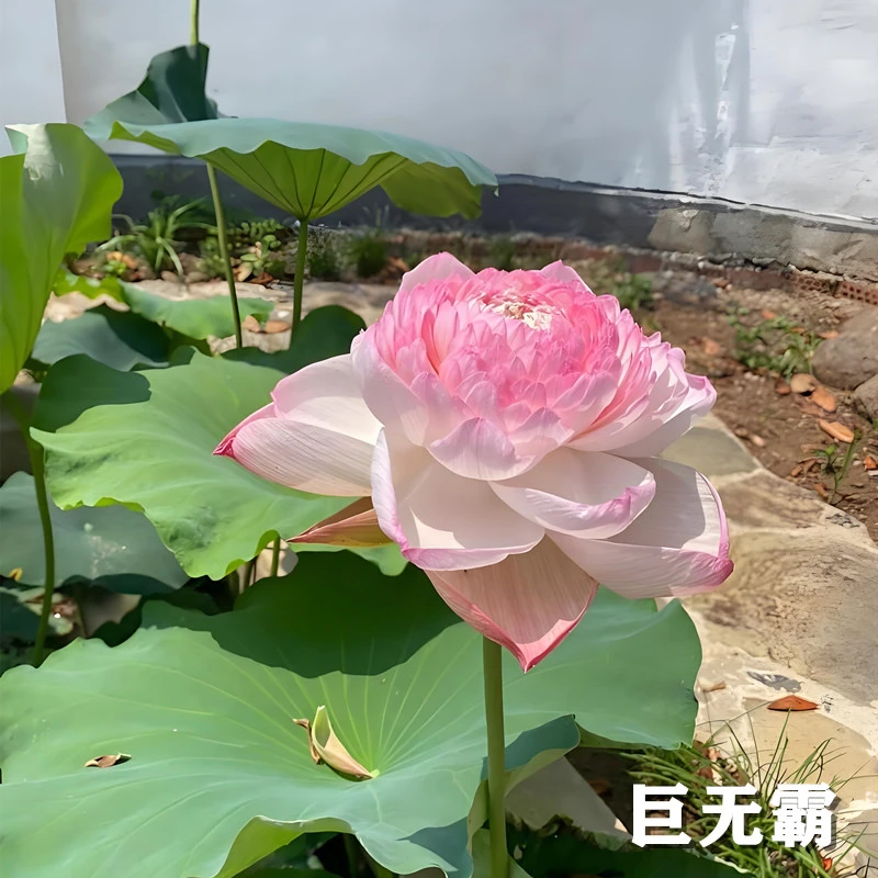 盆栽荷花一物一拍