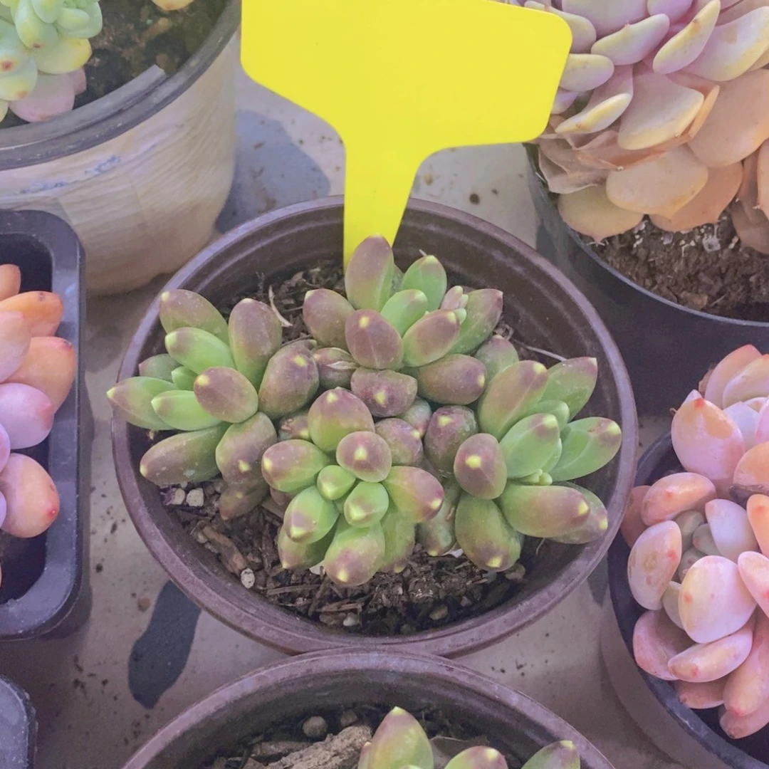 小**子开心多肉植物多肉