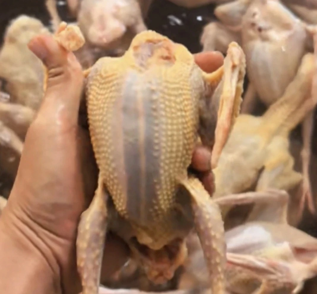 5年以上老鸽子买三送一每只八两到一斤杂粮散养顺丰包邮