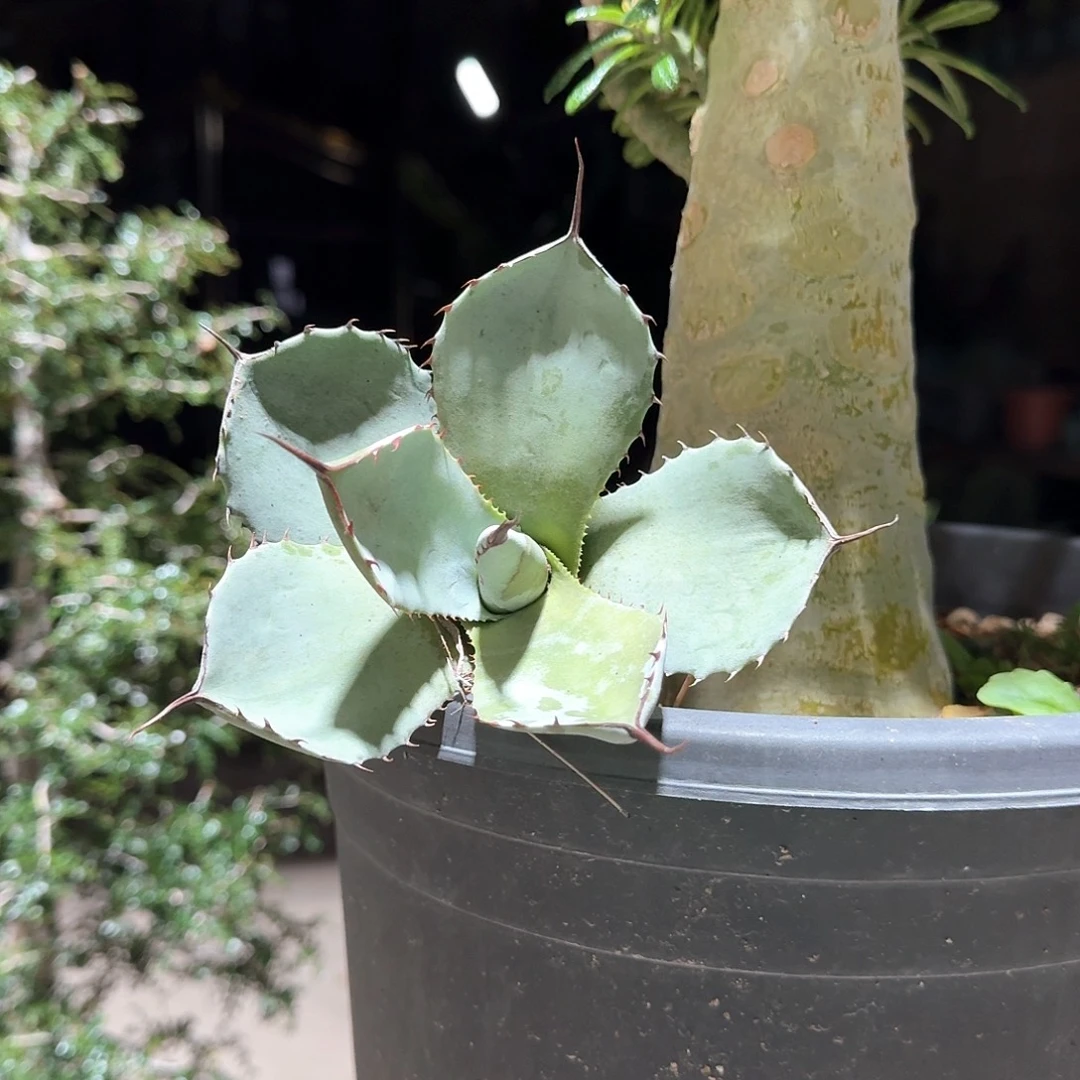 福克斯龙舌兰一一