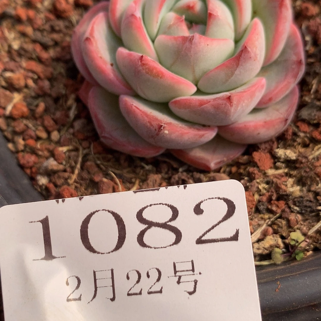 【闪购商品】康**乖云1082