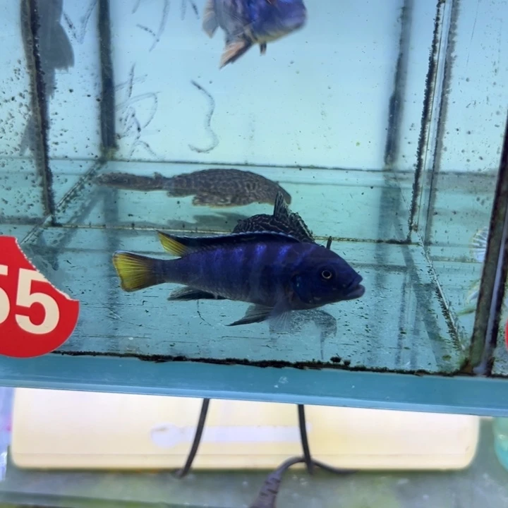 海水鱼三湖慈鲷，热带淡水鱼