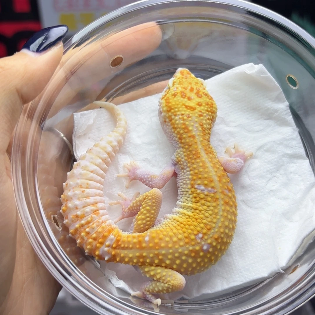 豹纹守宫蜡笔暴龙妹妹X35