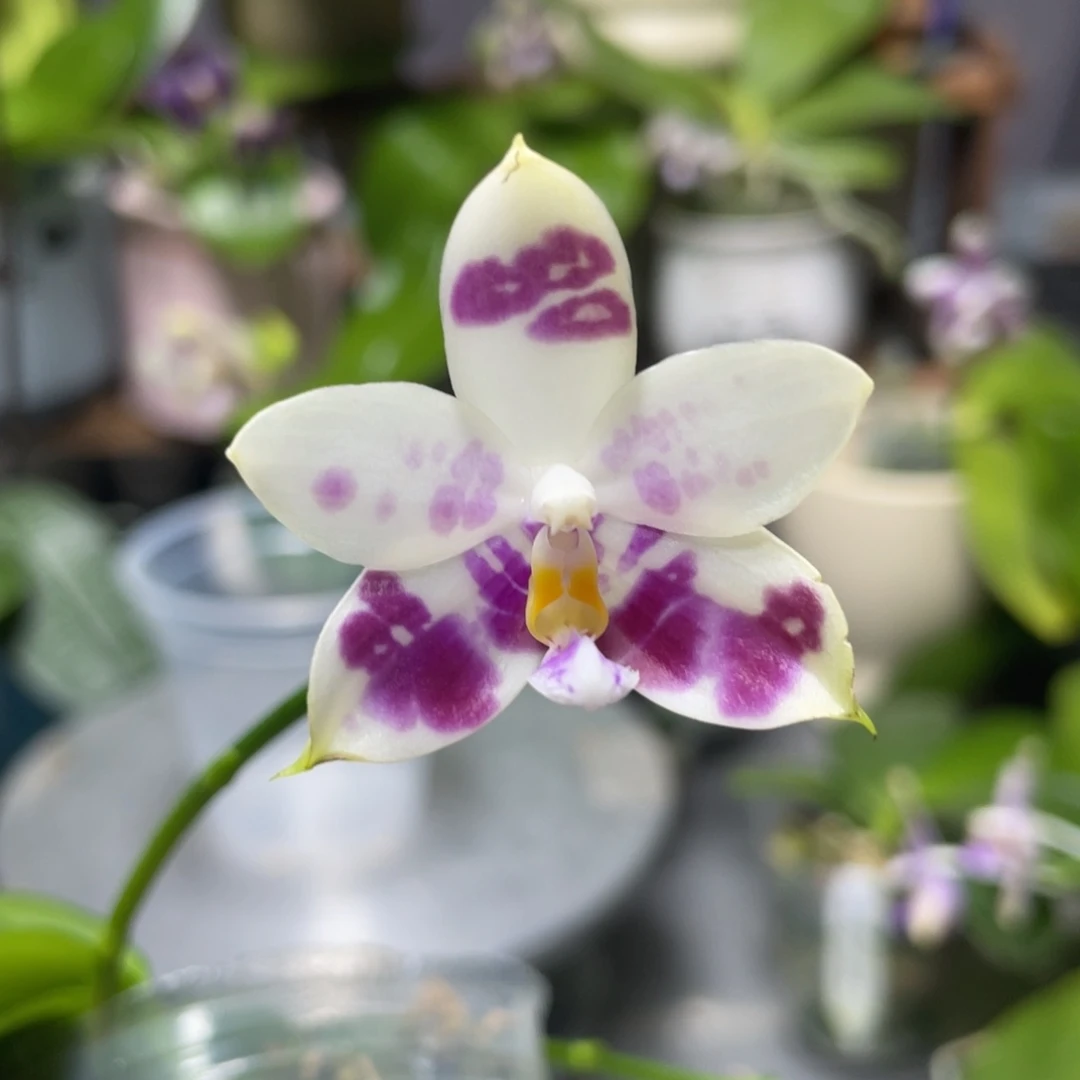 完全开放双11特惠