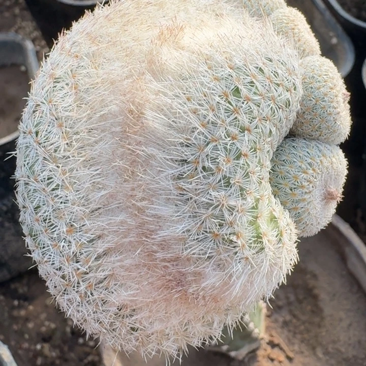 魔法少卵缀化666666