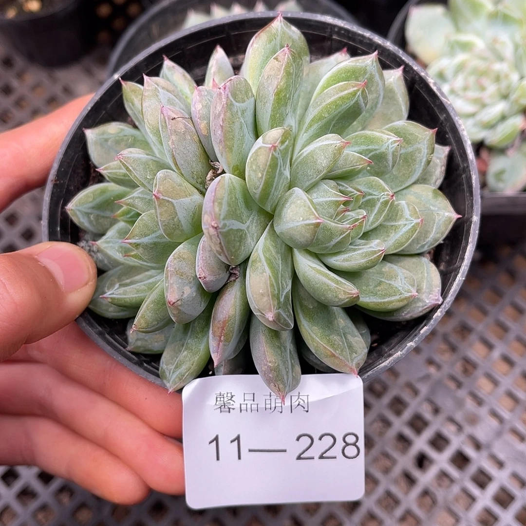 多肉一物一拍11-228