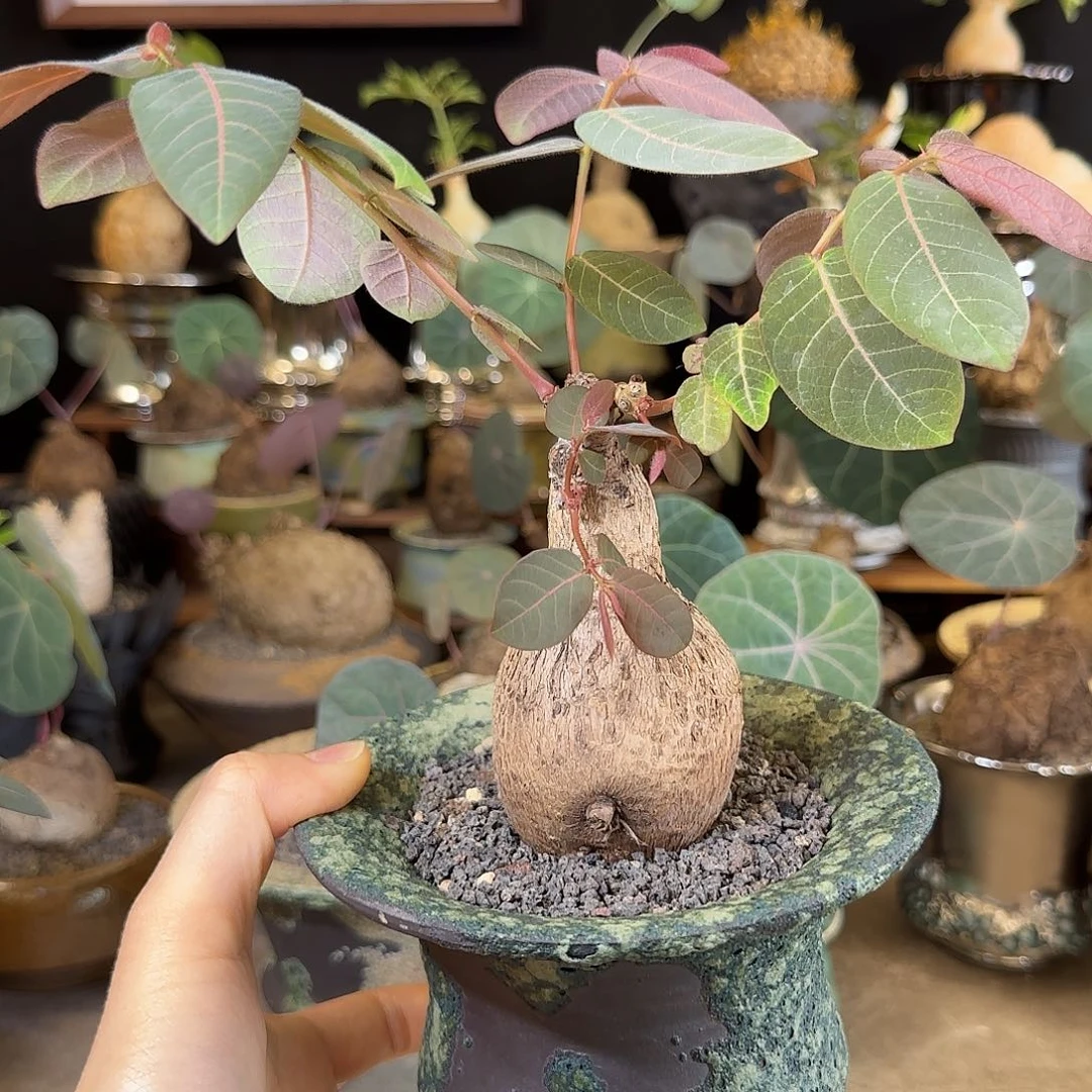 一物一拍奇异油柑09