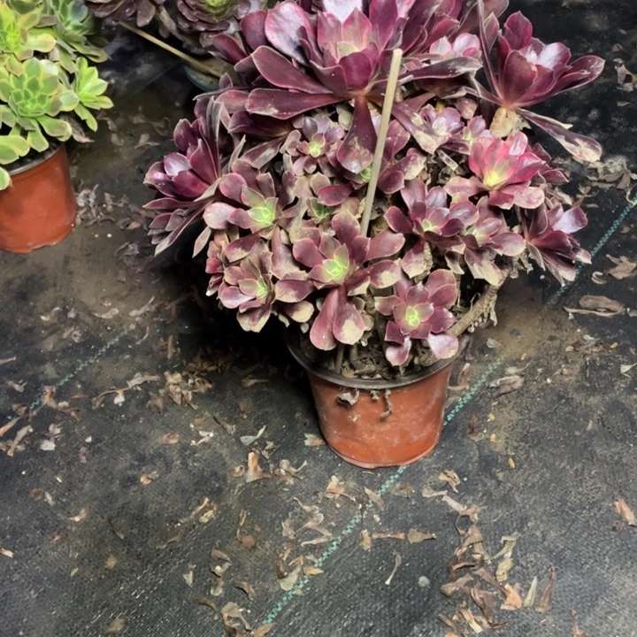 18金丝雀多肉的多肉植物