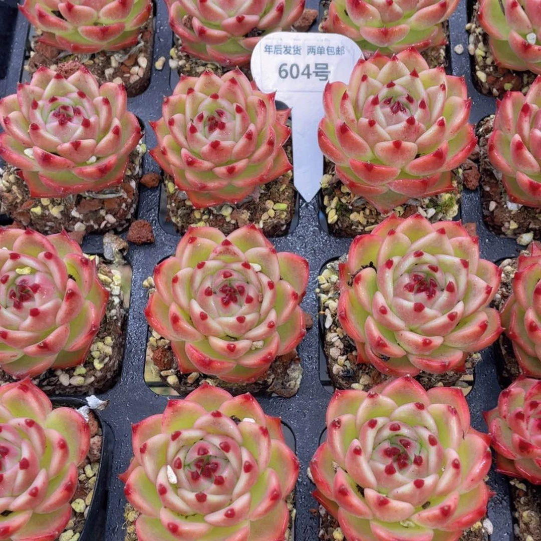 604号宽叶韩货超级蓝龙单头一个