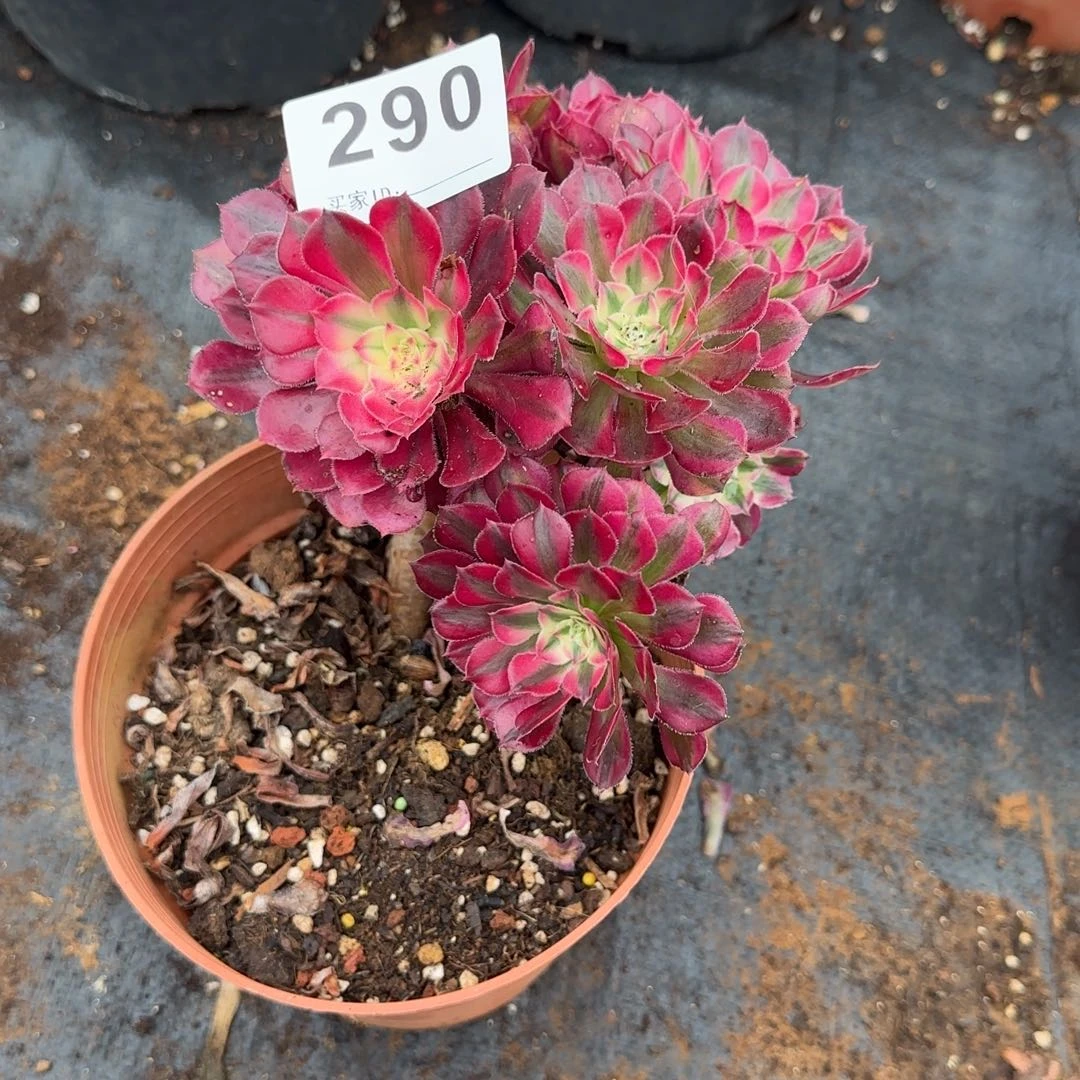 辉***g精品多肉植物0290