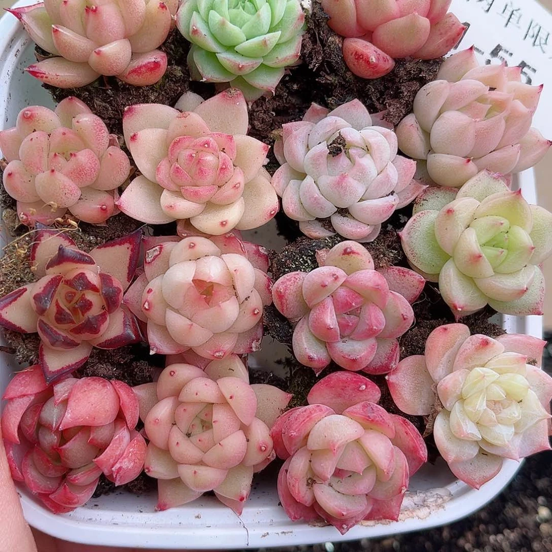 1-55 新疆西藏内蒙不发12.8包邮2–3公分多肉