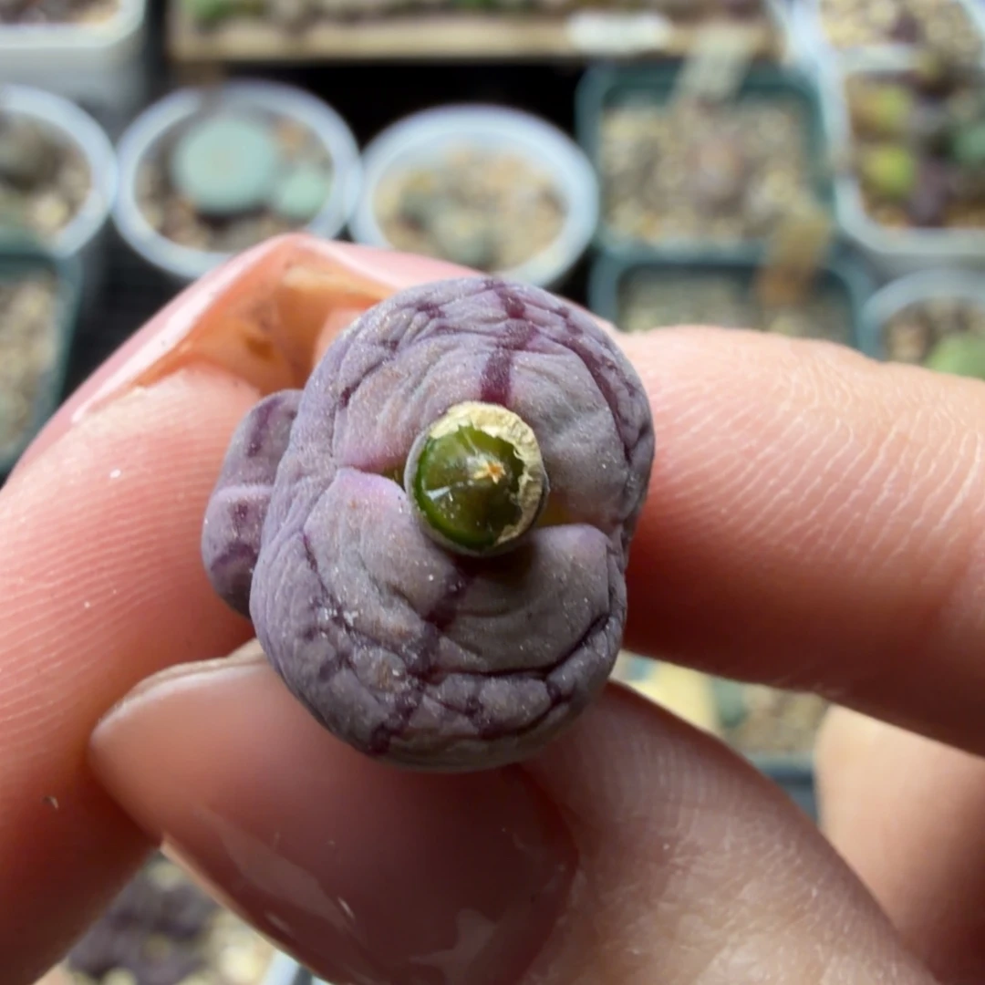 一颗毛杂福利1111