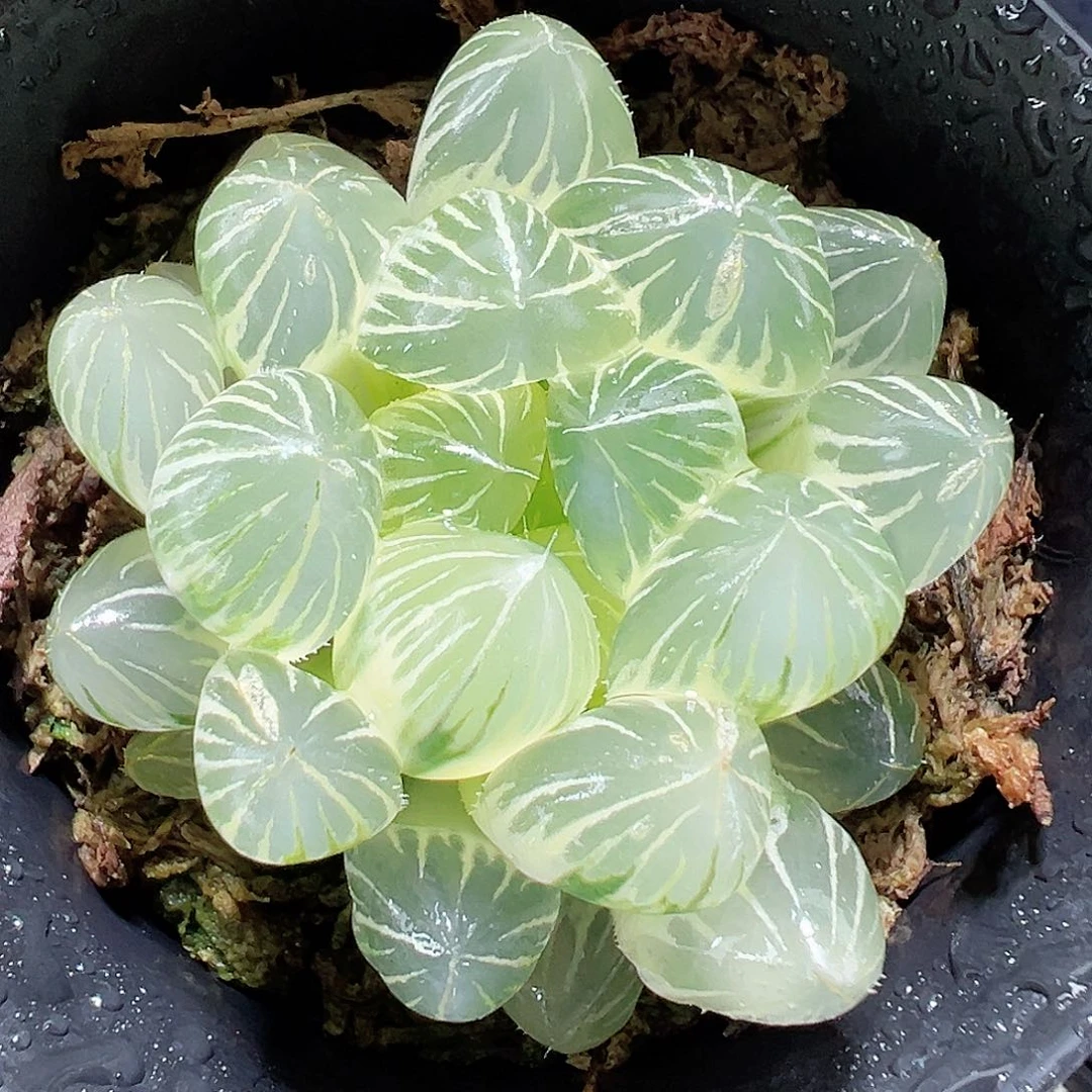 青花实生糊斑玉露锦