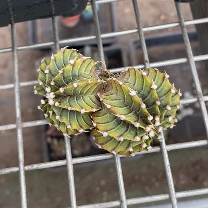 伯克利和格蕾纳的故事都